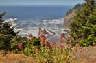 Oregon. Pacific coastline Boardman State Scenic Corridor landscape with wildflowers in foreground Art Print
